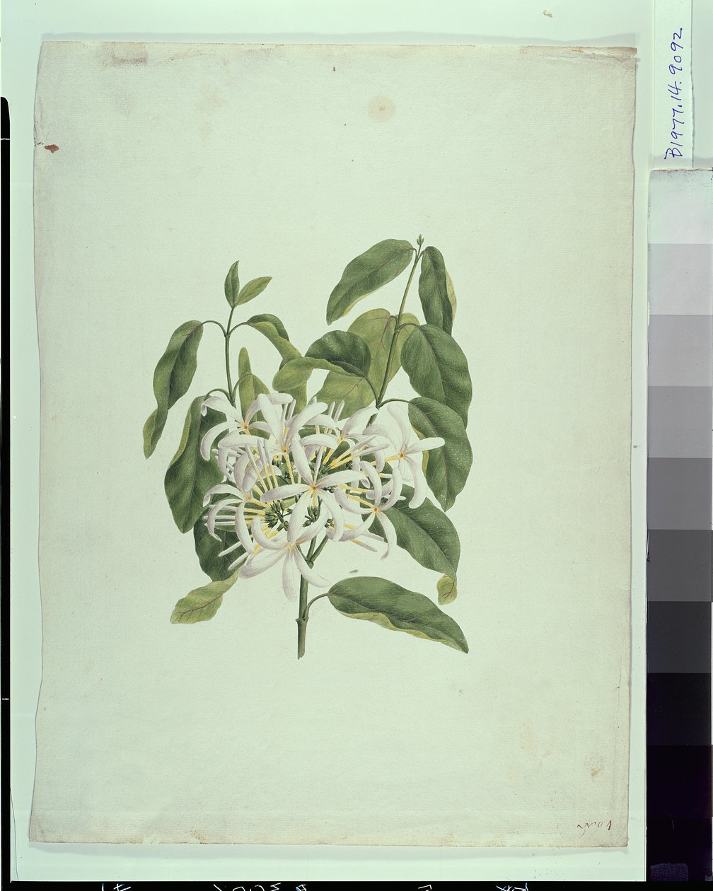 Taberne Montana (Bladeren en bloemen) door James Bruce