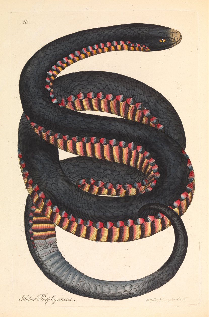Crimson-sided Slang, Coluber porphyriacus door James Sowerby
