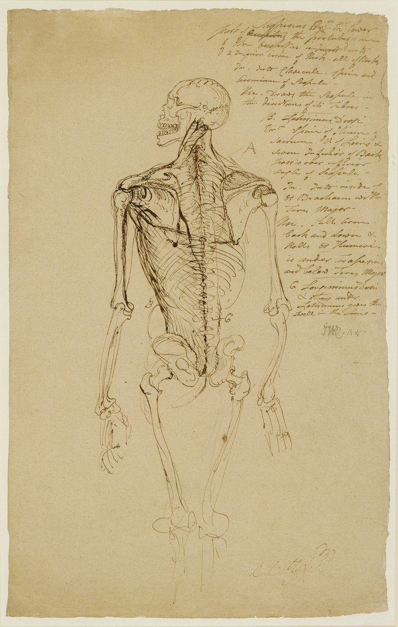 Tekening van een Mannenskelet (bruine pen en inkt op papier) door James Ward