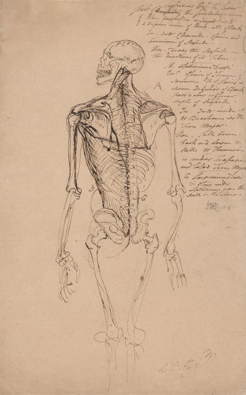 Tekening van een Mannenskelet door James Ward