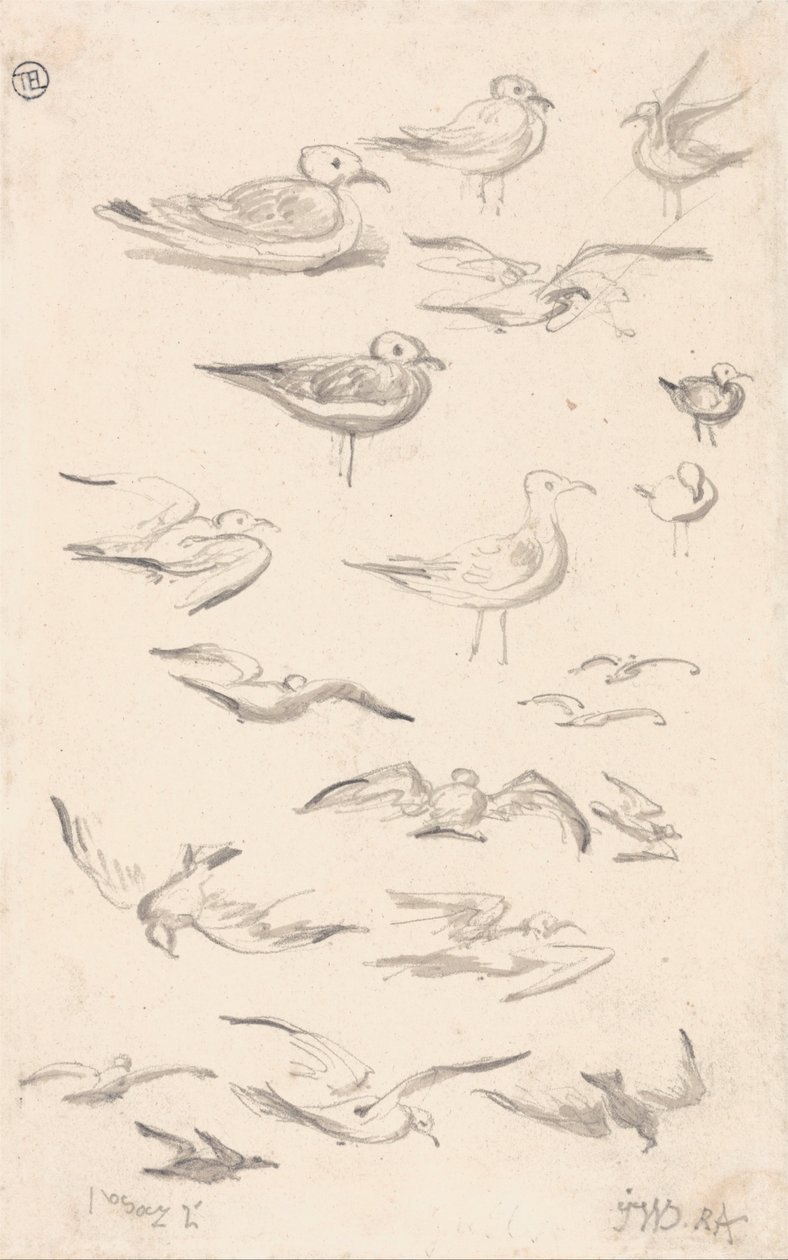 Studies van meeuwen door James Ward