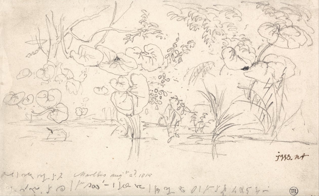 Plantenstudies, 2 augustus 1815 door James Ward