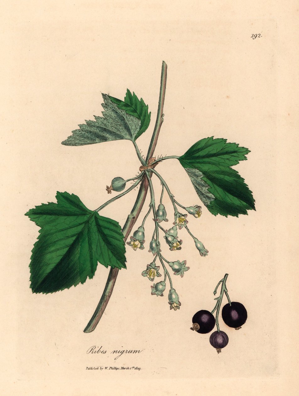 Zwarte bes, Ribes nigrum, uit een botanische illustratie van James Sowerby uit William Woodville en Sir William Jackson Hooker