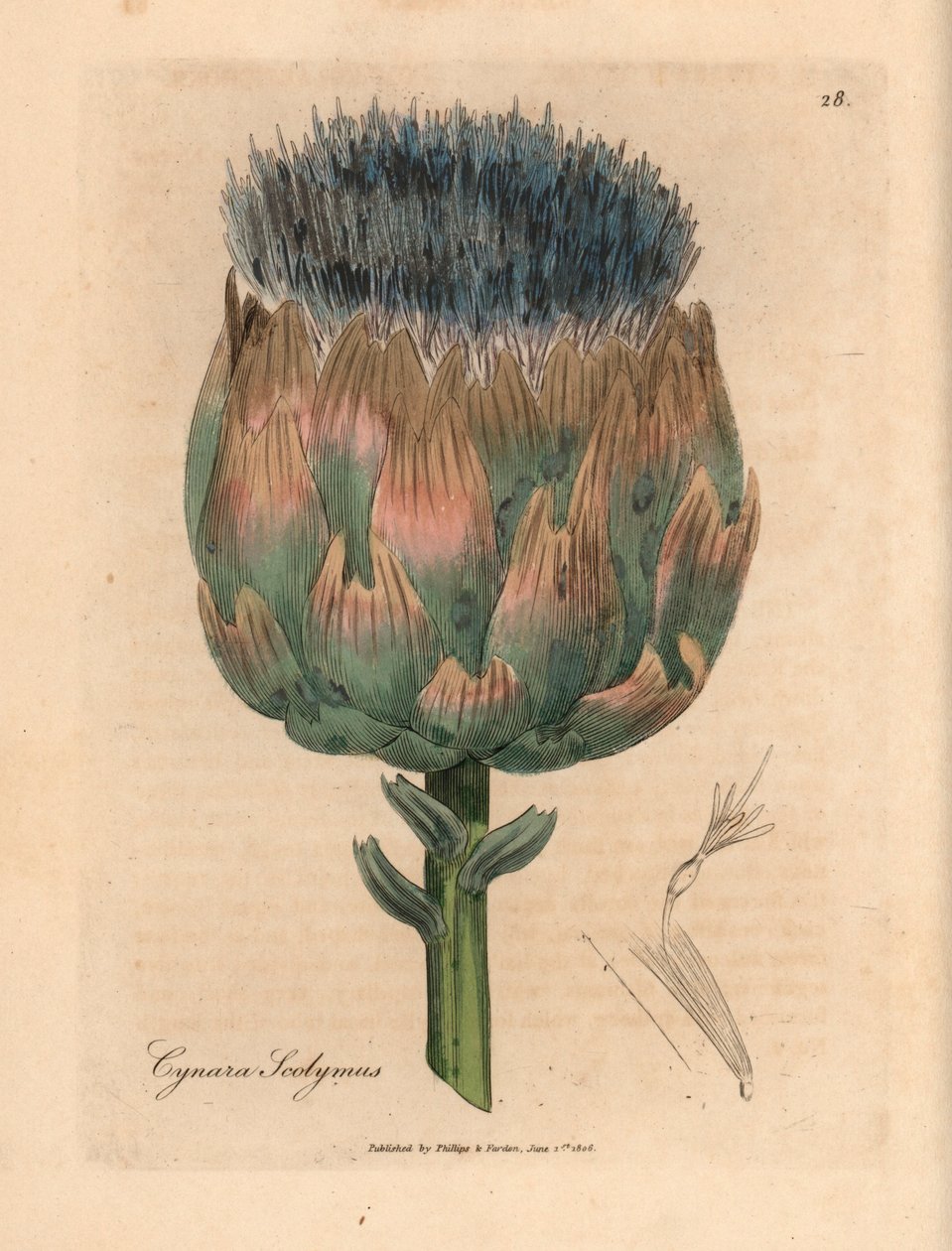 Blauwe en paarse bloeiende artisjok, Cynara scolymus, uit een botanische illustratie van James Sowerby uit William Woodville en Sir William Jackson Hooker