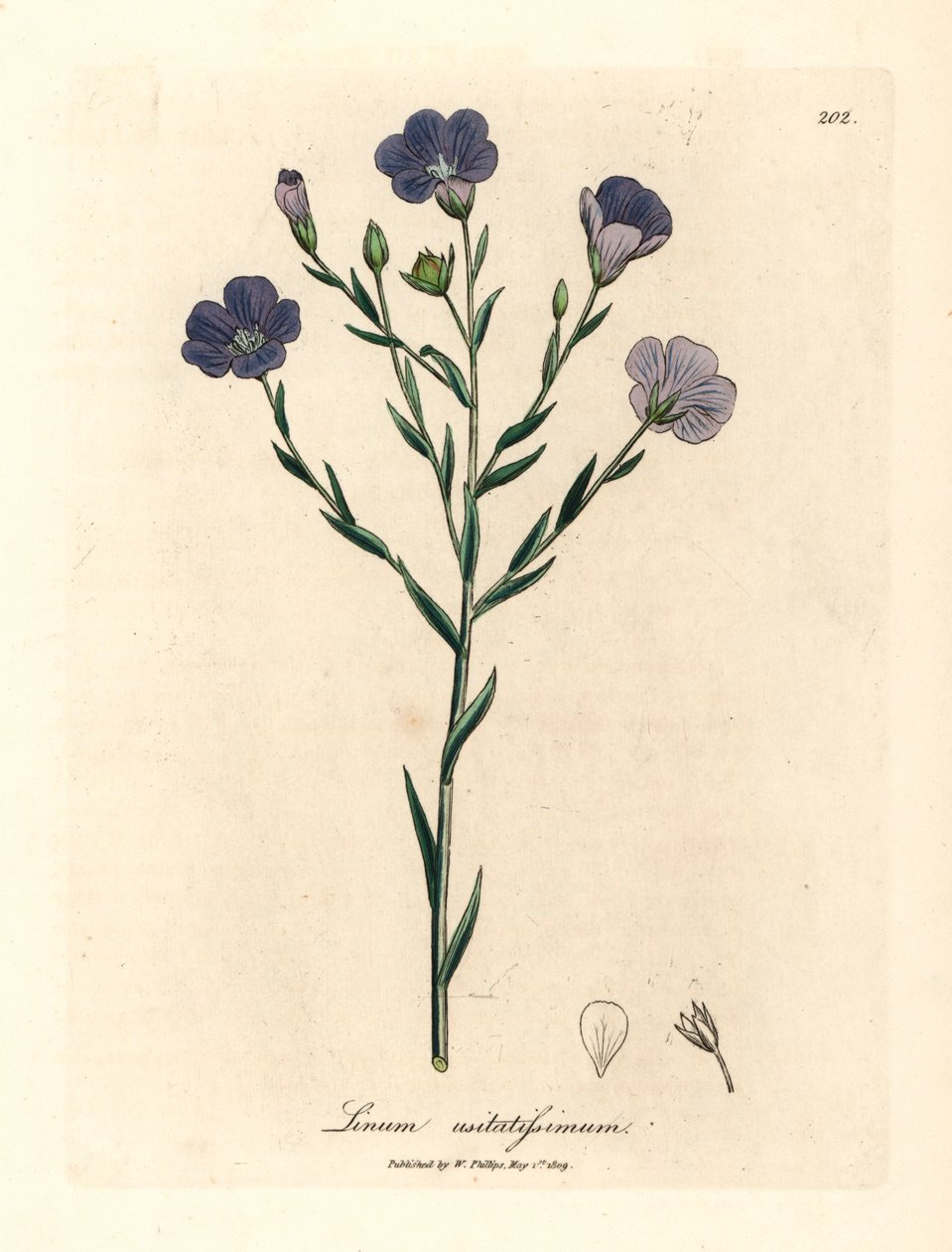 Blauw bloeiende vlas, Linum usitatissimum, uit een botanische illustratie door James Sowerby uit William Woodville en Sir William Jackson Hooker