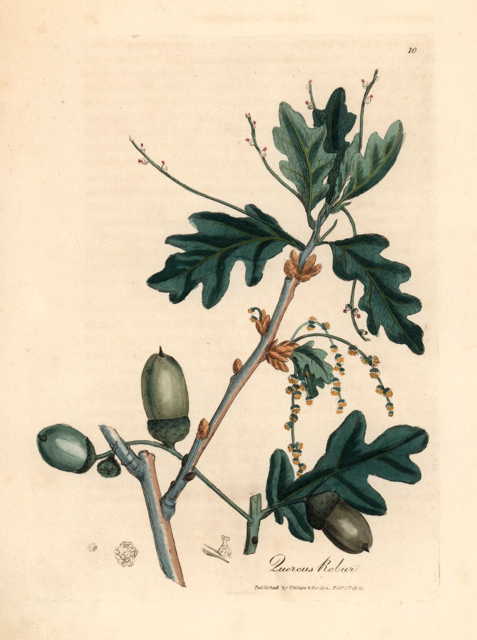 Bladeren en eikels van de zomereik, Quercus robur, uit een botanische illustratie door James Sowerby uit William Woodville en Sir William Jackson Hooker