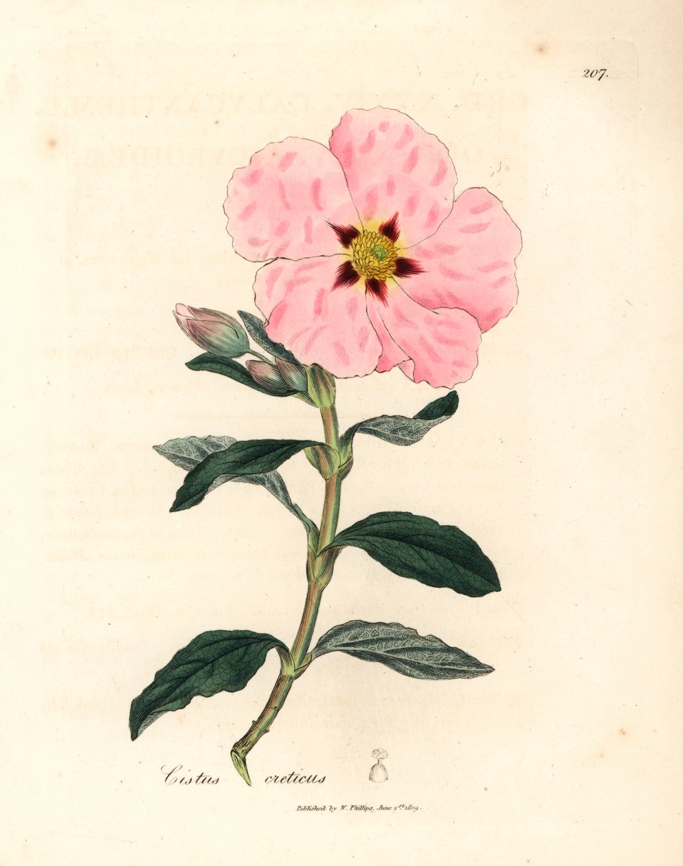 Roze bloeiende Kretenzische cistus, Cistus creticus, uit een botanische illustratie door James Sowerby uit William Woodville en Sir William Jackson Hooker