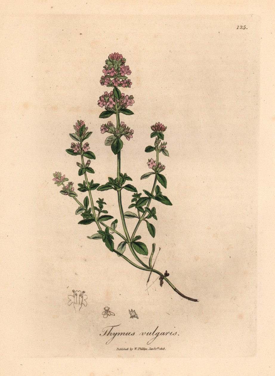 Roze bloeiende tuimthijm, Thymus vulgaris, uit een botanische illustratie door James Sowerby uit William Woodville en Sir William Jackson Hooker