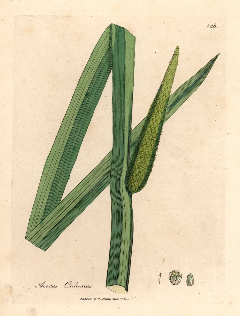 Kalmoes, Acorus calamus, uit een botanische illustratie door James Sowerby uit William Woodville en Sir William Jackson Hooker
