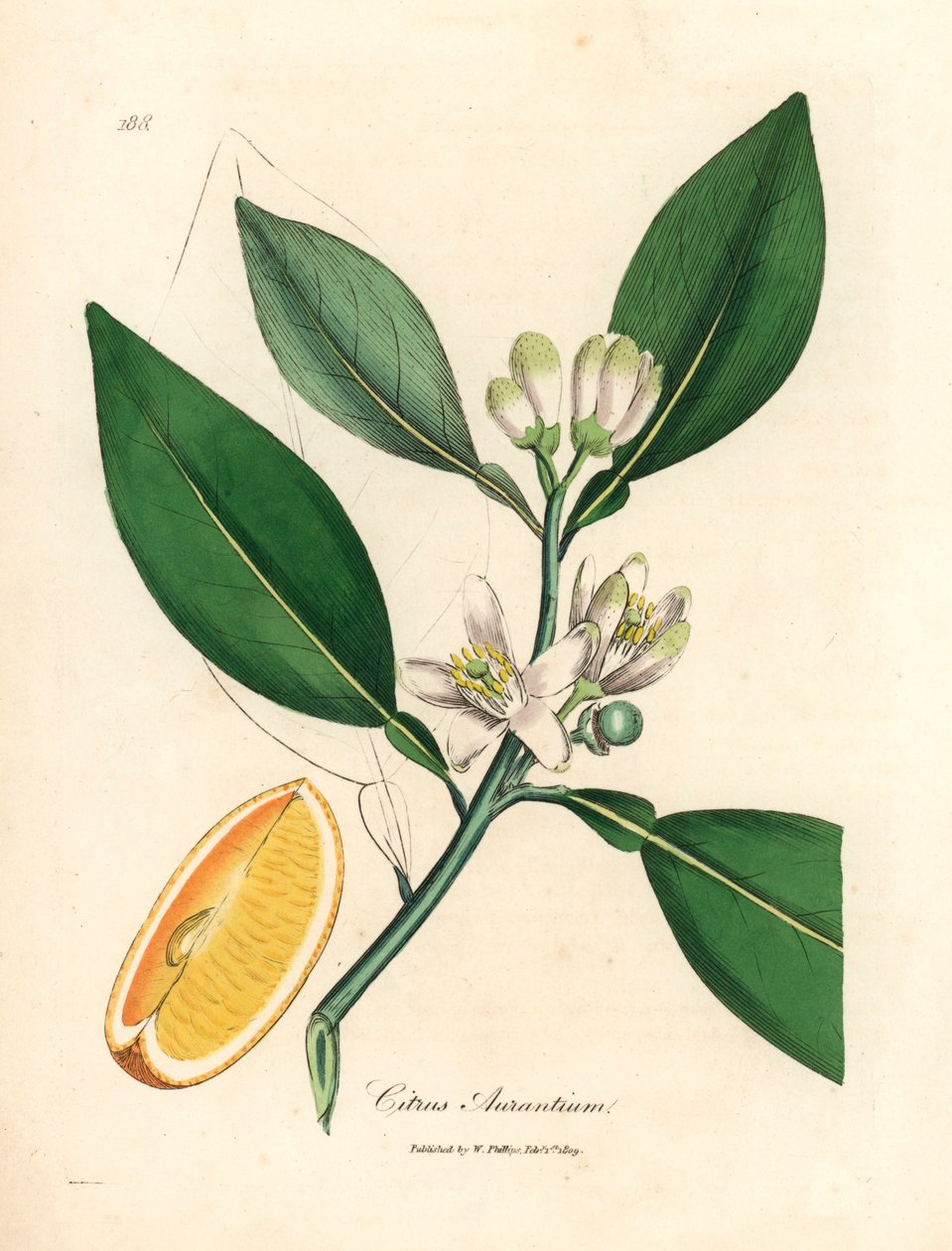 Witte bloesem en rijp fruitsegment van de sinaasappelboom, Citrus aurantium, uit een botanische illustratie door James Sowerby uit William Woodville en Sir William Jackson Hooker