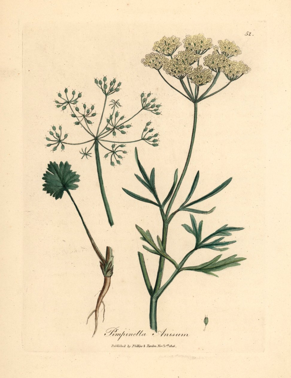 Witbloemige anijs, Pimpinella anisum, uit een botanische illustratie van James Sowerby uit William Woodville en Sir William Jackson Hooker