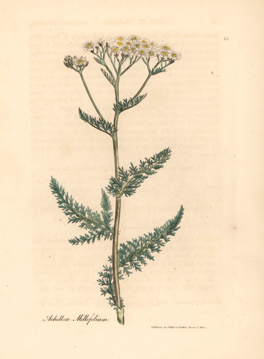 Witte bloeiende duizendblad of duizendblad, Achillea millefolium, uit een botanische illustratie door James Sowerby uit William Woodville en Sir William Jackson Hooker