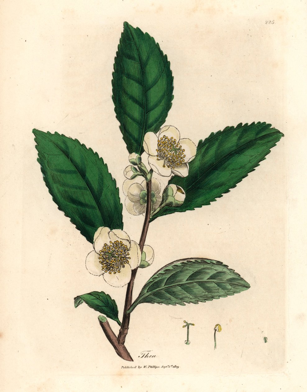 Witte bloemen en groene theebladeren, Thea bohea, Camellia sinensis, uit een botanische illustratie door James Sowerby uit William Woodville en Sir William Jackson Hooker