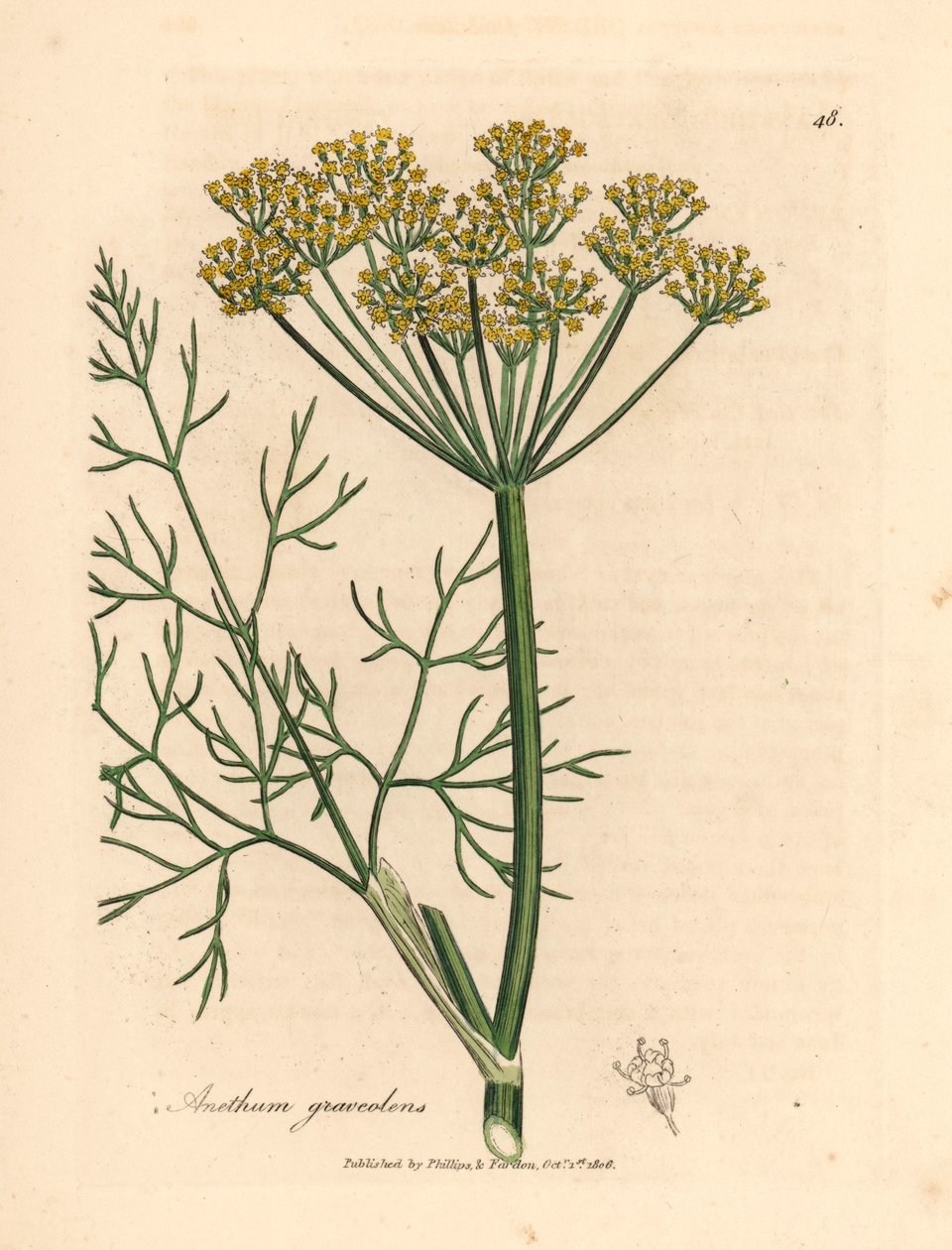 Geelbloemige dille, Anethum graveolens, uit een botanische illustratie van James Sowerby uit William Woodville en Sir William Jackson Hooker