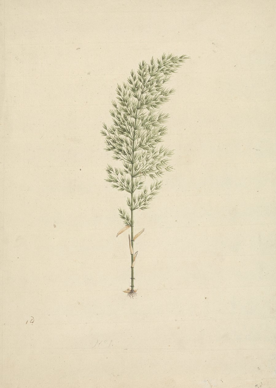 Arundinaria alpina K. Schum. (Afrikaanse bamboe): afgewerkte tekening van gewoonte met wortels door James Bruce