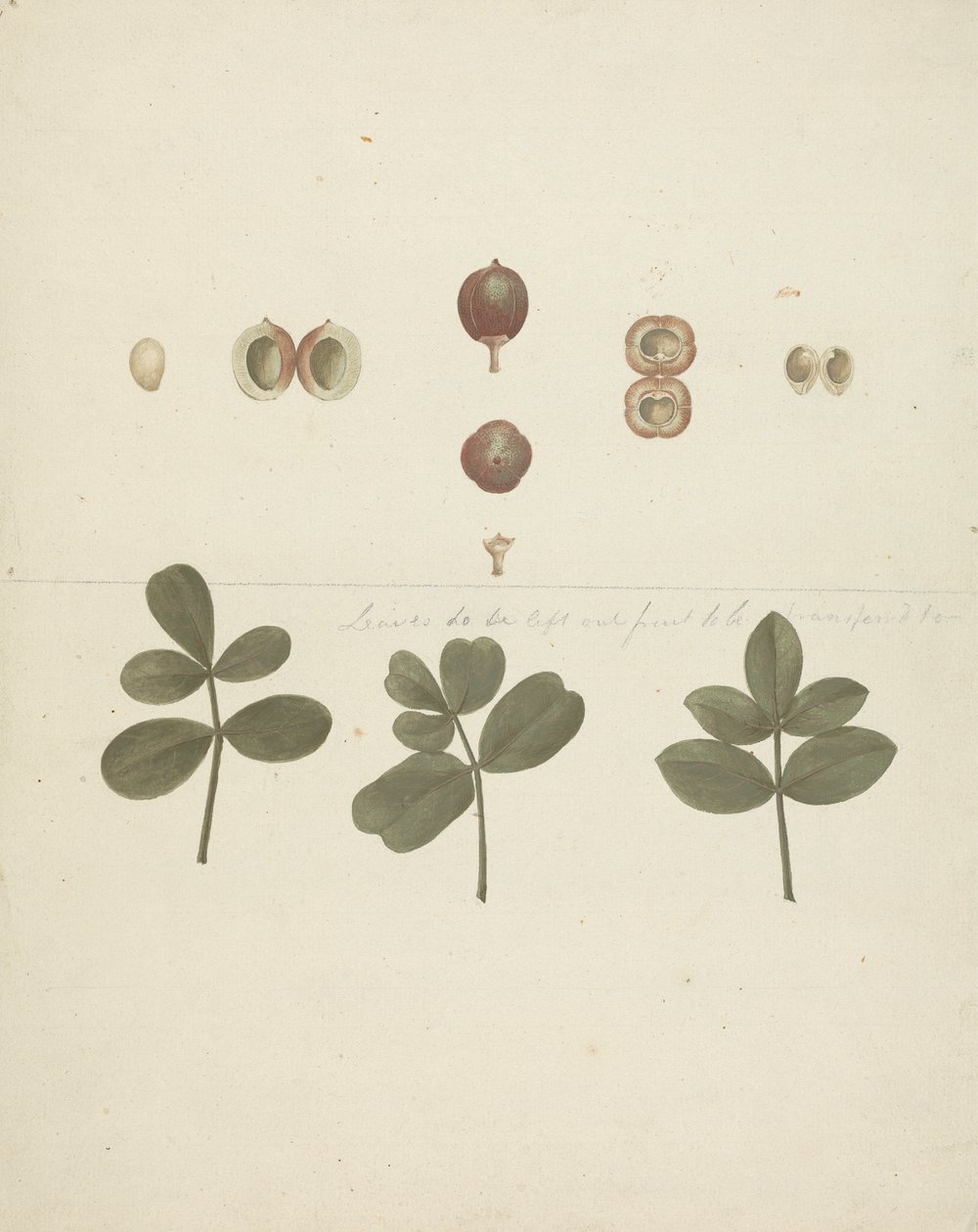 Commiphora gileadensis (L.) C. Chr. (Balsem van Gilead, Opobalsam): afgewerkte tekening van fruit, ontlede vruchten en bladeren door James Bruce