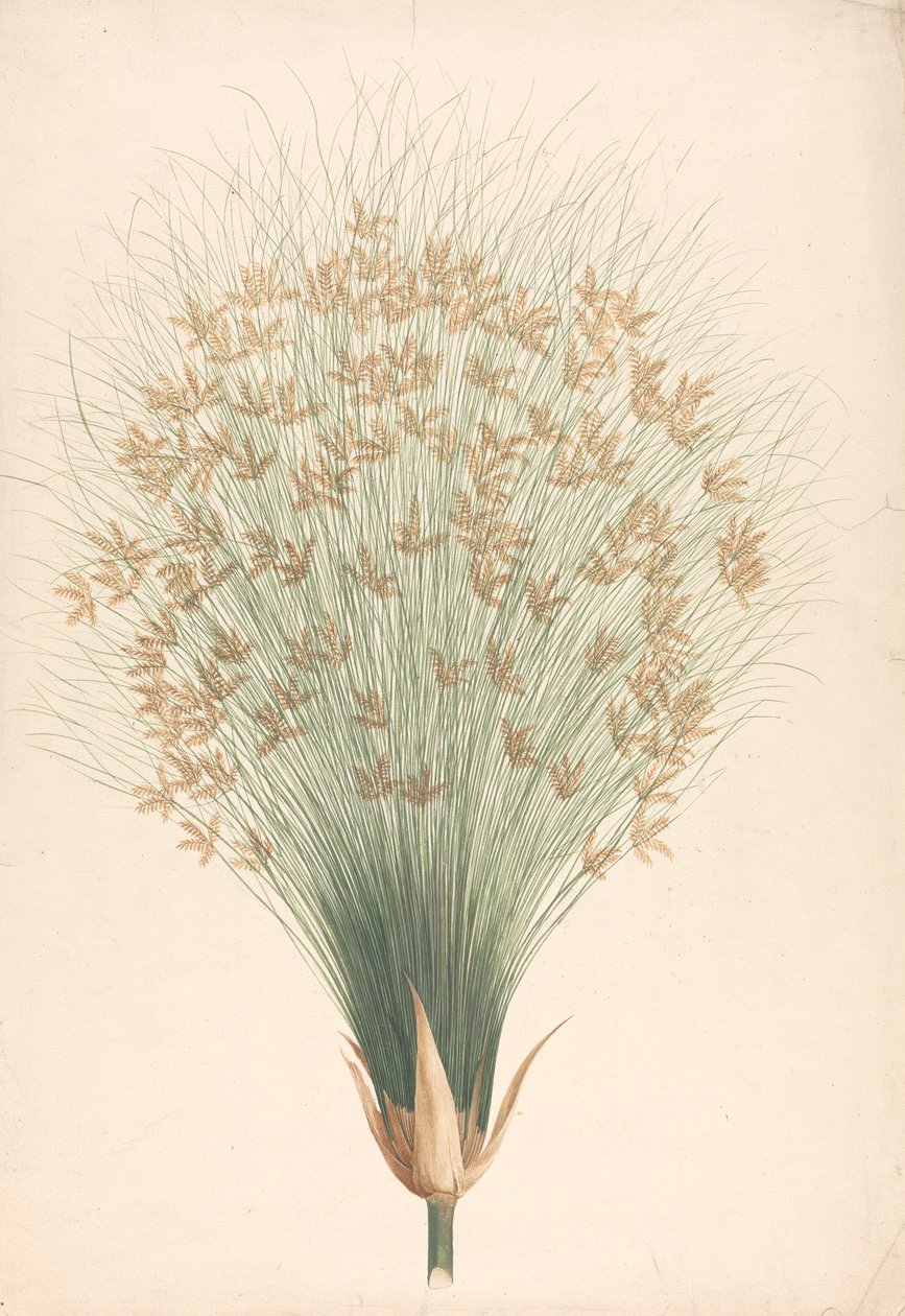 Cyperus papyrus L. (Papyrusriet): afgewerkte tekening van bloeiwijze door James Bruce