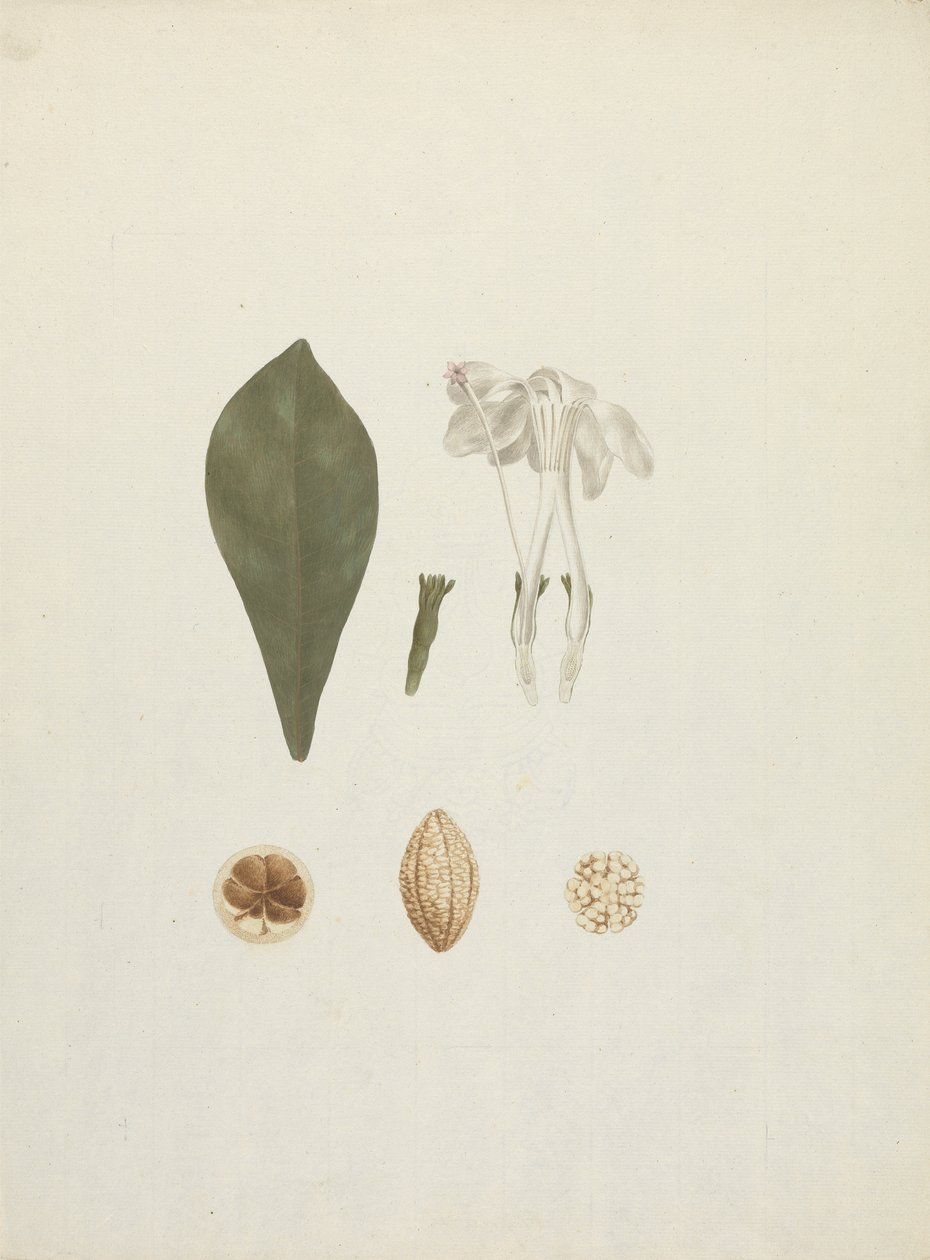 Gardenia ternifolia Schum. & Thonn. (Jovis-Tonantis): afgewerkte tekening met extra detail van fruit door James Bruce