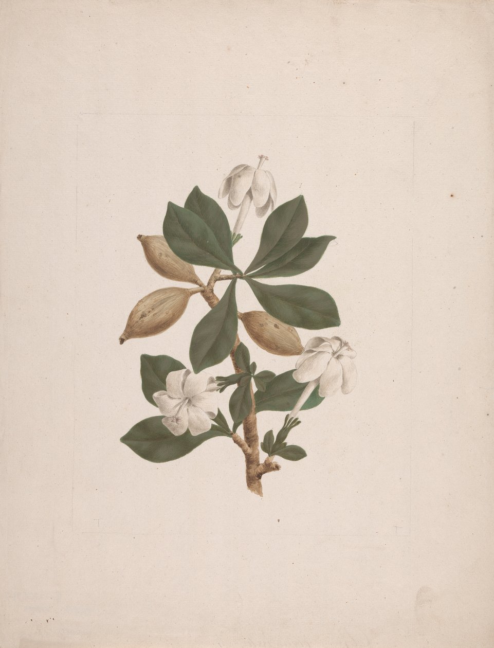 Gardenia ternifolia Schum. & Thonn. (Wilde Gardenia): afgewerkte tekening door James Bruce
