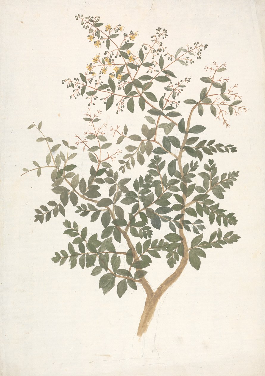 Lawsonia inermis L. (Henna): afgewerkte tekening van een bloeiende bladrijke scheut door James Bruce
