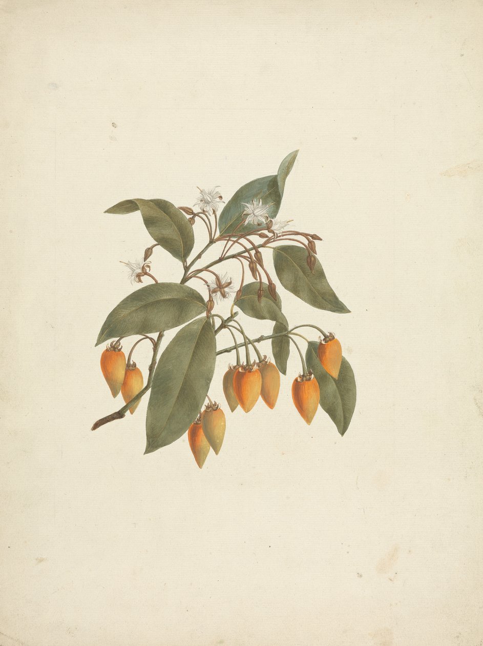 Mimusops kummel A. DC.: afgewerkte tekening met enkele bloemen door James Bruce