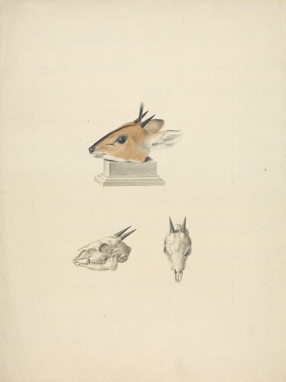Ongeïdentificeerde Madoqua (Dik-dik): studie van hoofd en schedel door James Bruce