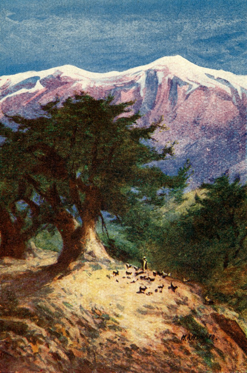 Ceders van Libanon - Matt. xii. 33, ca. 1924. Makers: James Clark, Henry A Harper door James Clark and Henry A Harper