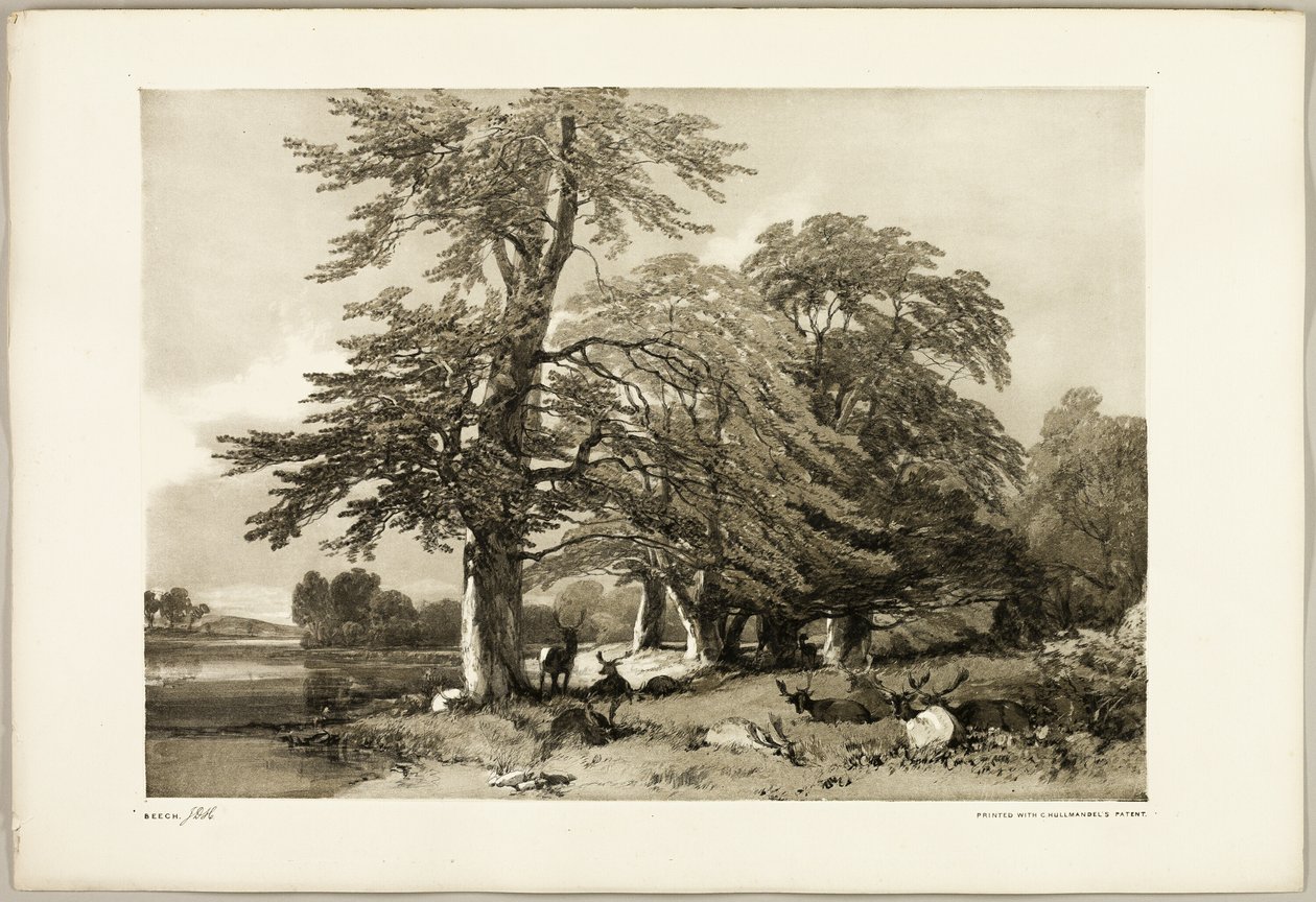 Beuk, uit Het Park en het Bos door James Duffield Harding