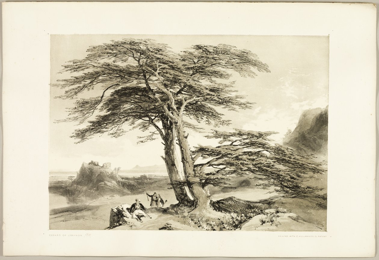 Ceders van Libanon, uit Het park en het bos door James Duffield Harding