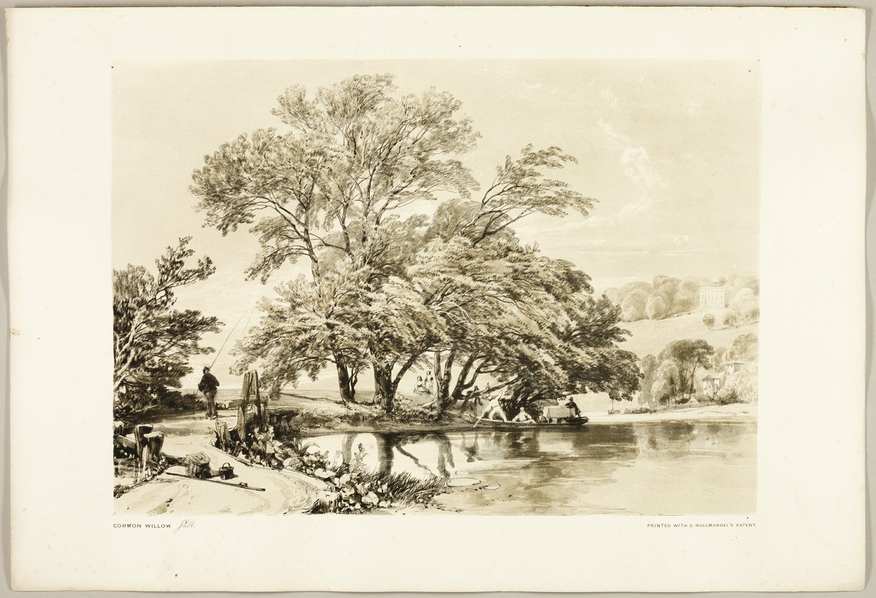 Gewone Wilg, uit Het Park en het Bos door James Duffield Harding
