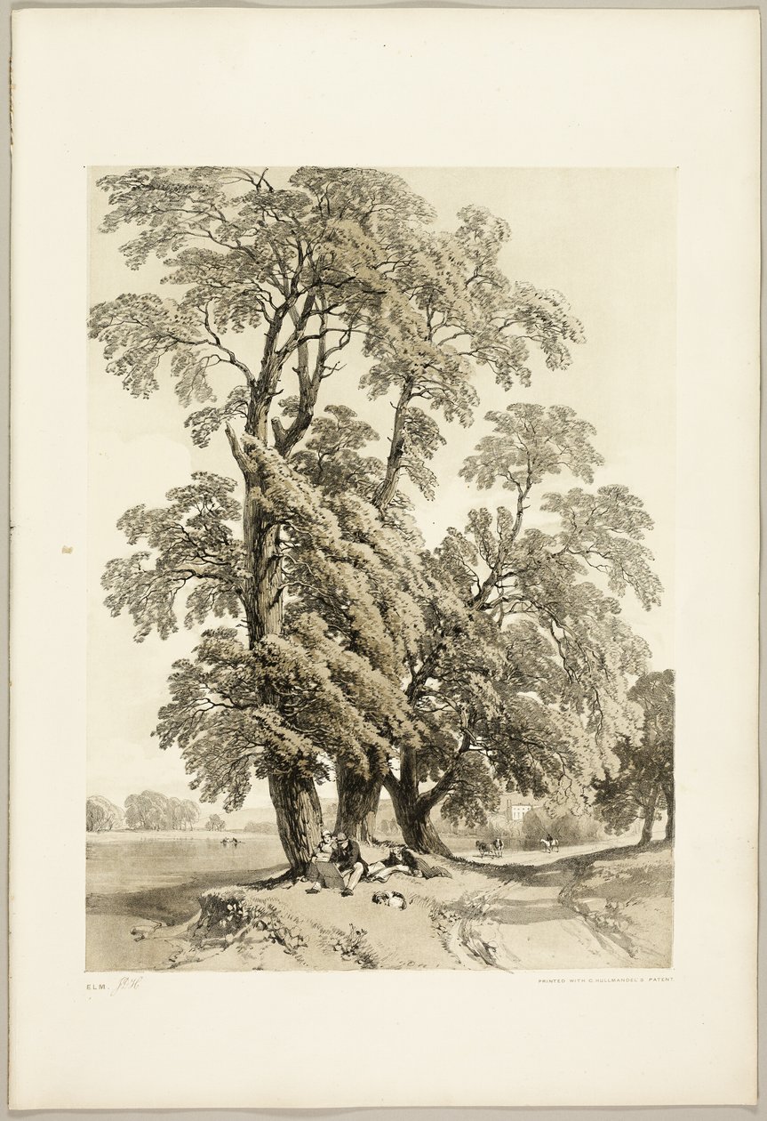 Iep, uit Het Park en het Bos door James Duffield Harding