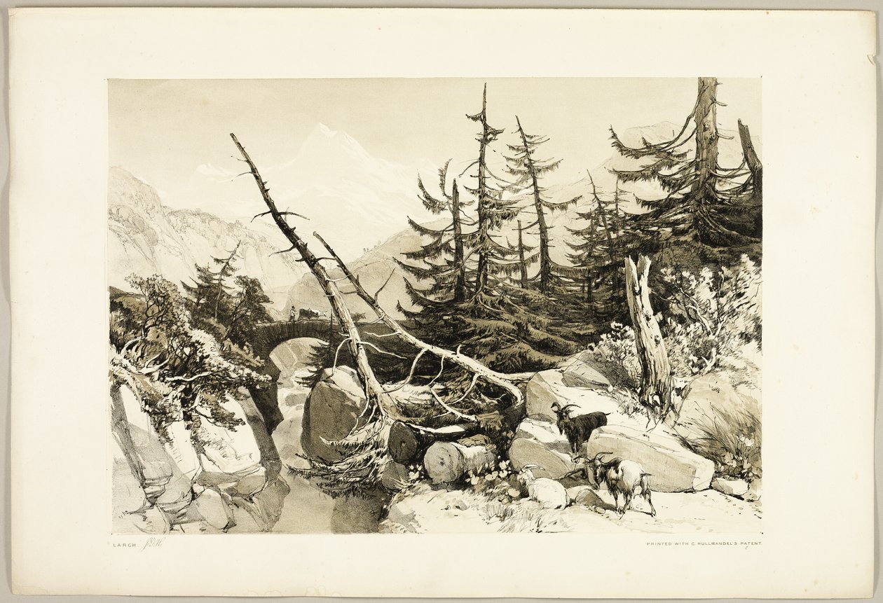 Lariks, uit Het Park en het Bos door James Duffield Harding