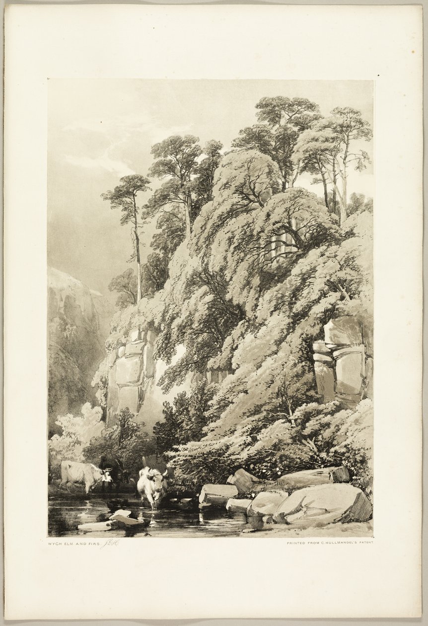 Wych Elm en Sparren, uit Het Park en het Bos door James Duffield Harding