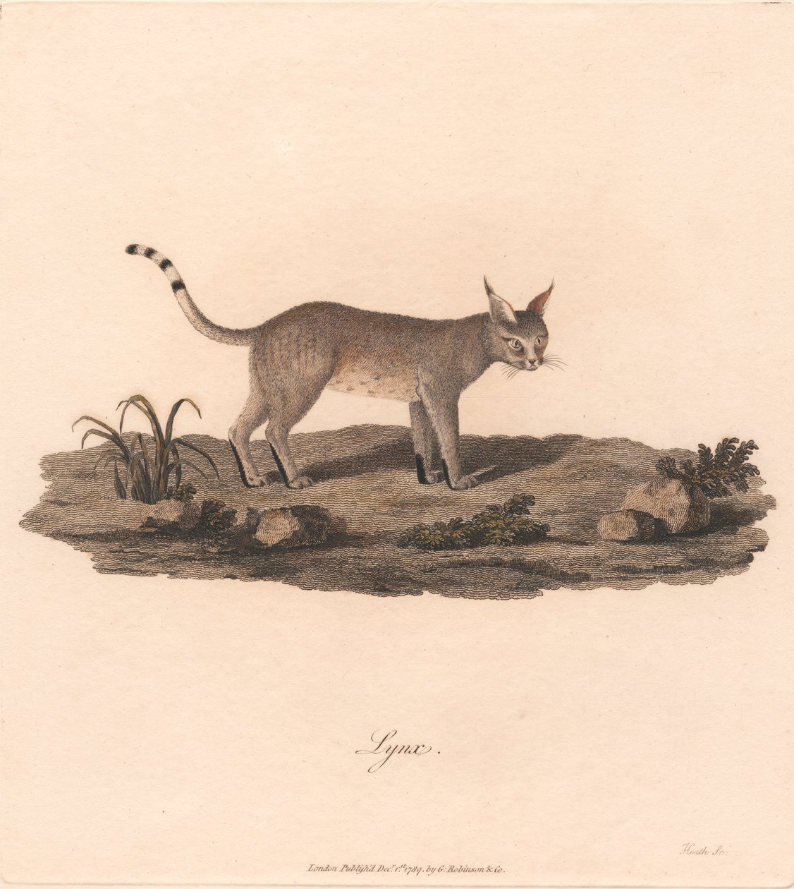 Lynx door James Heath