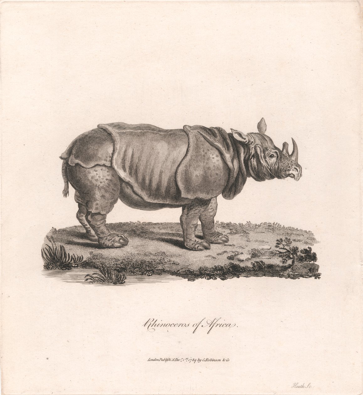 Neushoorn van Afrika door James Heath