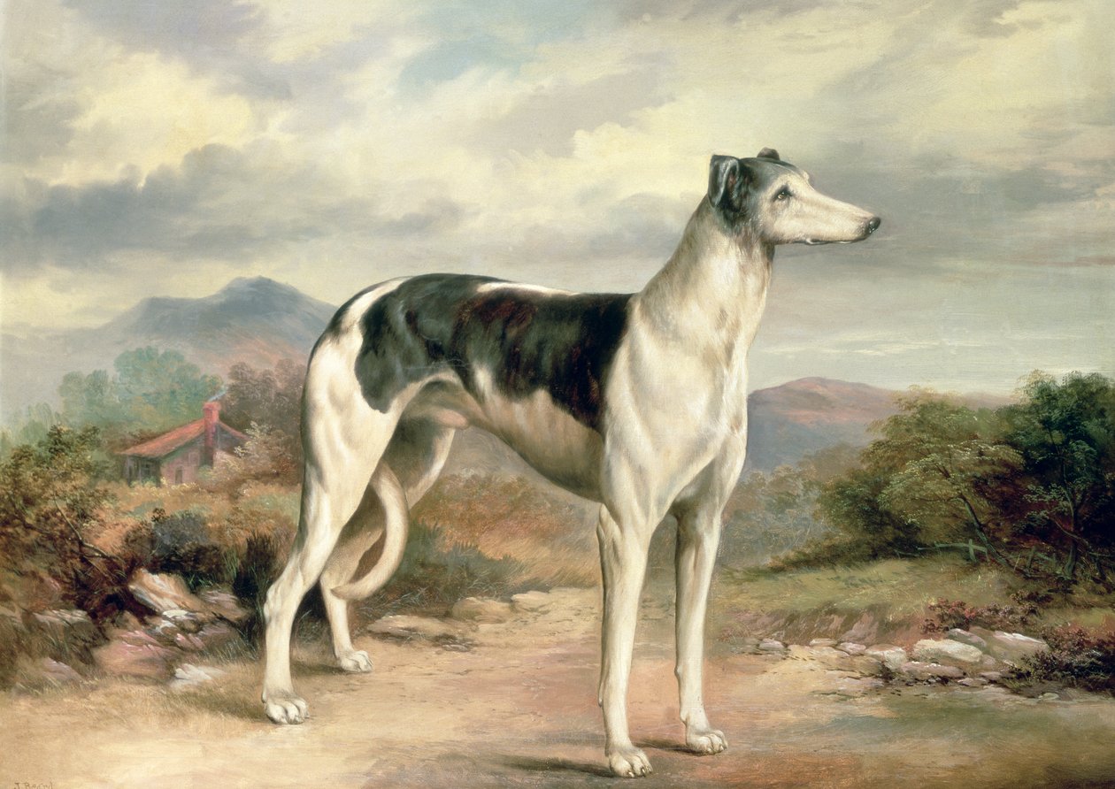 Een windhond in een heuvelachtig landschap door James Henry Beard
