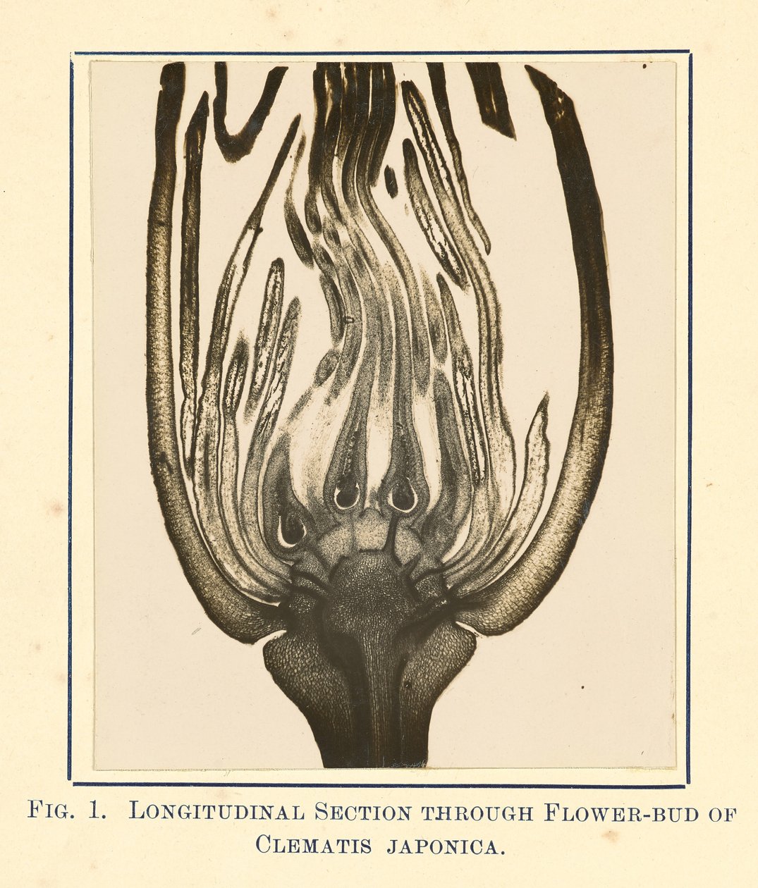 [Zicht op Clematis Japonica - Lengtedoorsnede]. door James Hornell
