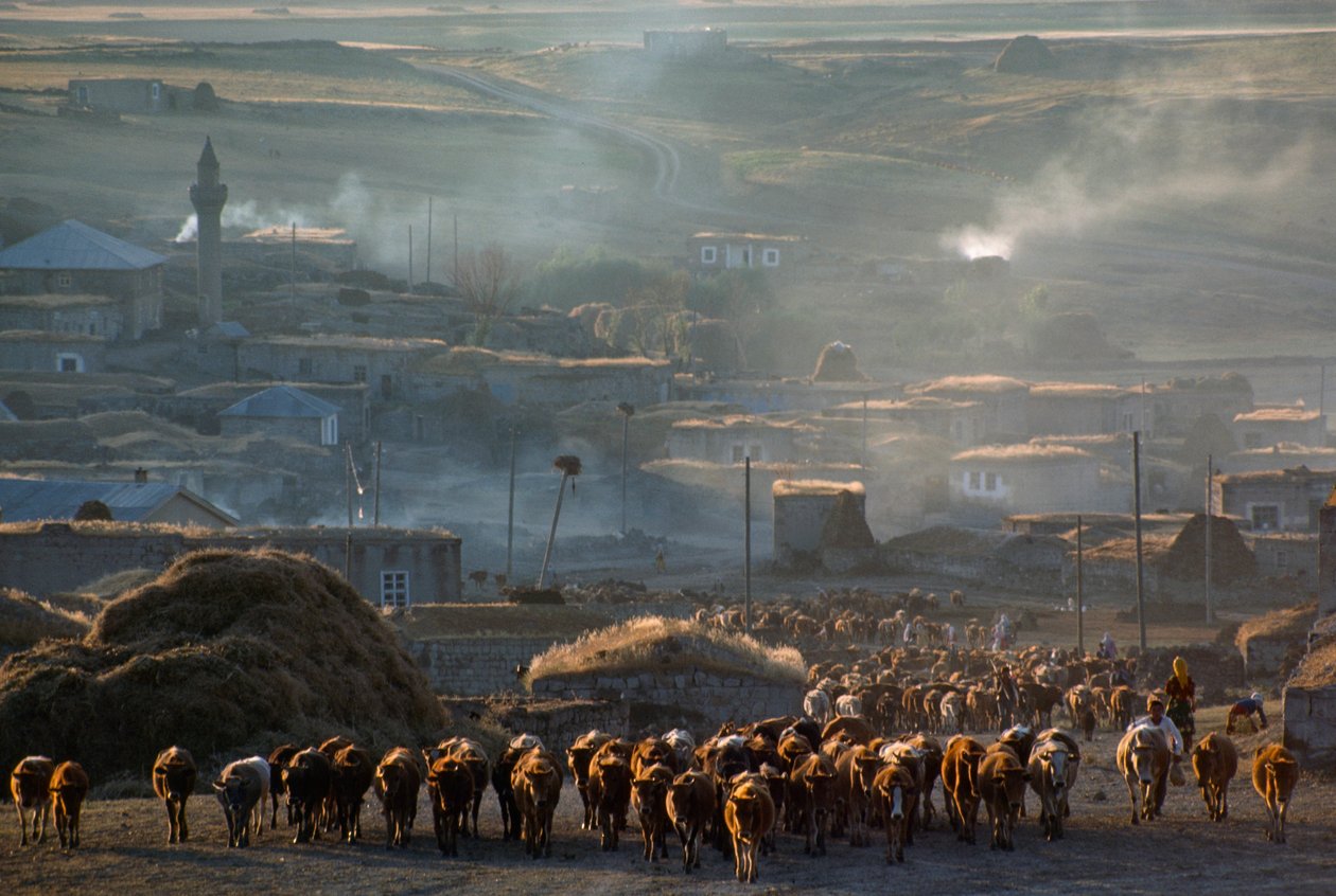Een grote kudde vee trekt door een stoffig plattelandsdorp. Enrentepe, Turkije. door James L Stanfield