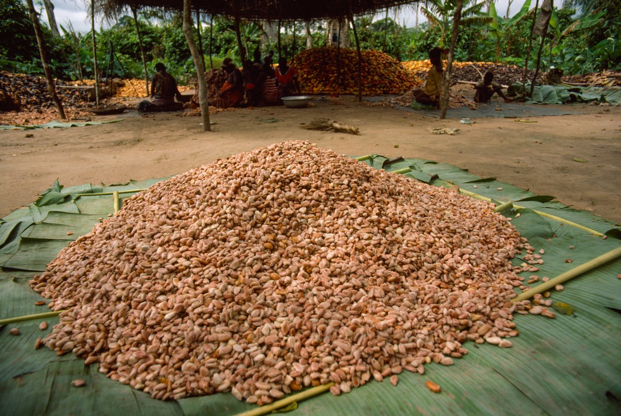 Een grote stapel cacaobonen (Geslacht: Theobroma, soort: cacao), die alre ad... door James L Stanfield