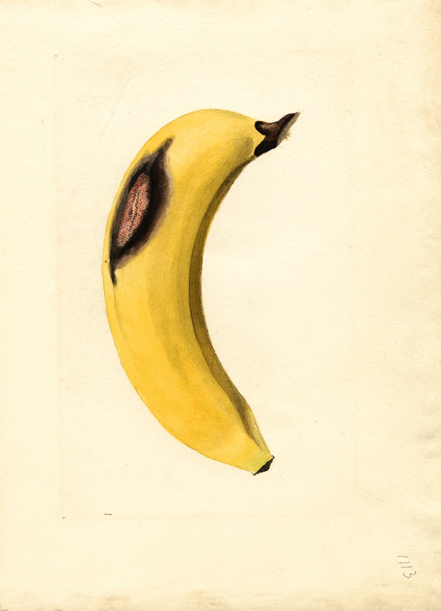 Banaan (Musa) (aquarel) door James Marion Shull