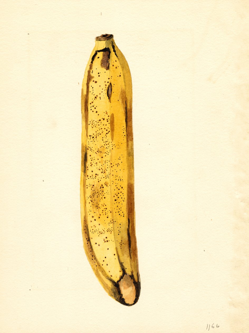 Banaan (Musa) (aquarel) door James Marion Shull
