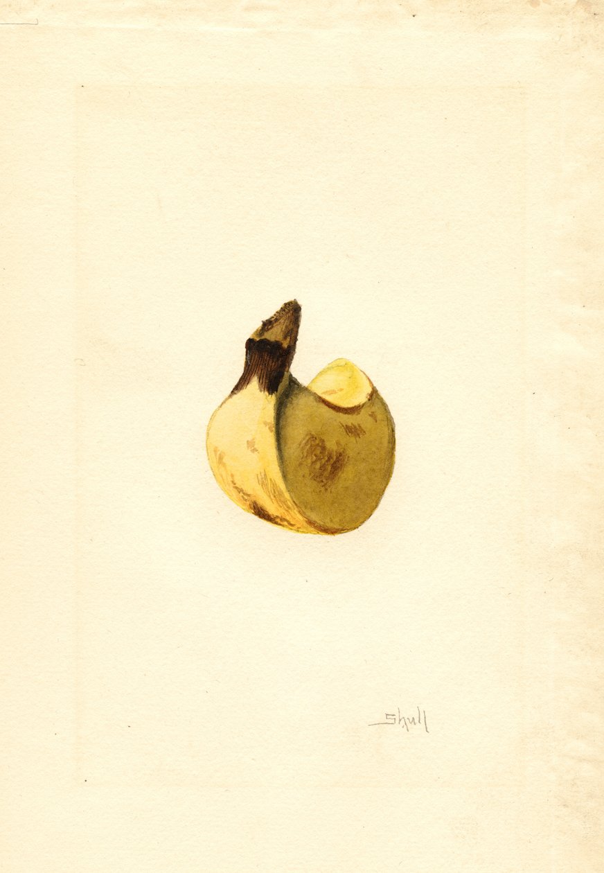 Banaan (Musa) (aquarel) door James Marion Shull