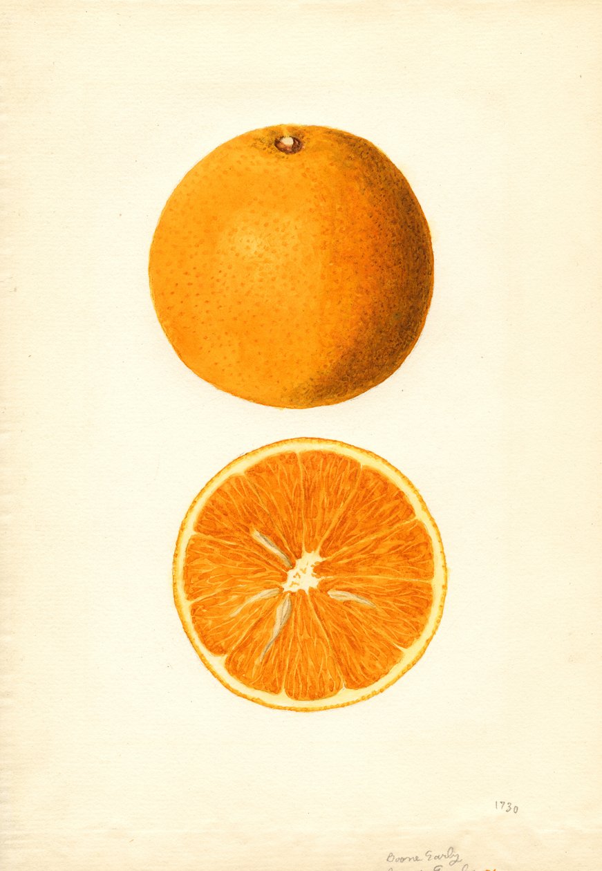 Boone Vroege Sinaasappels (Citrus sinensis) (aquarel) door James Marion Shull