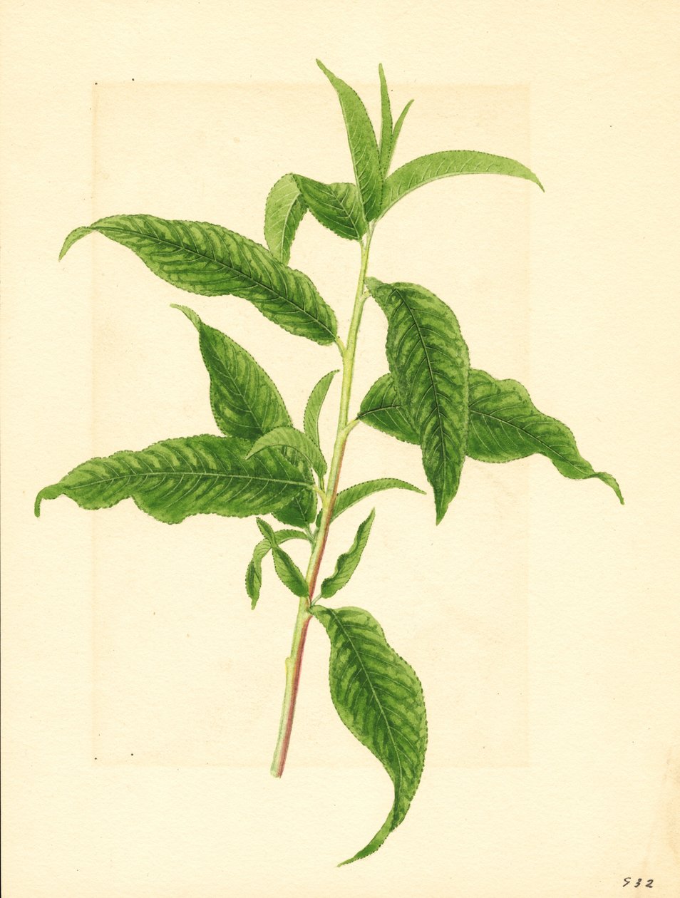 Tak met groene bladeren van Elberta perzikboom ( Prunus persica: Elberta) (aquarel) door James Marion Shull
