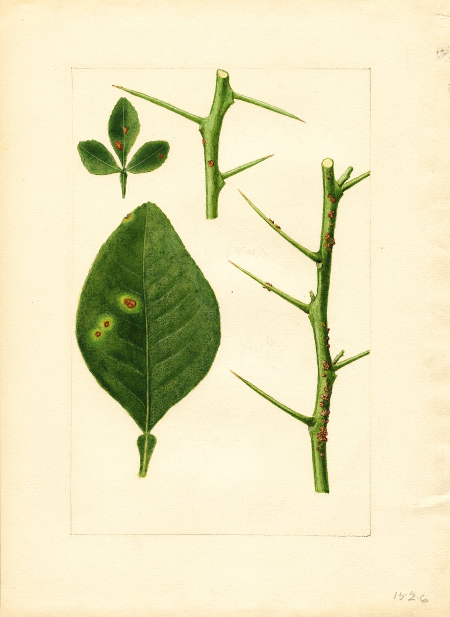 Ziek sinaasappelboomblad en takje (Poncirus trifoliata) (aquarel) door James Marion Shull