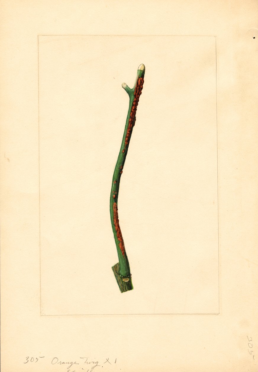 Sinaasappelboom twijg (Citrus sinensis: Valencia) (aquarel) door James Marion Shull