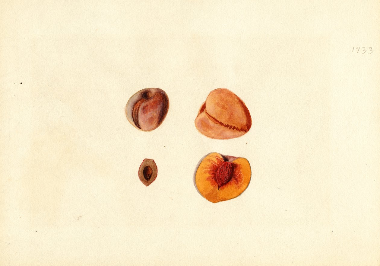 Perziken ( Prunus persica: Hutchkins) (aquarel) door James Marion Shull