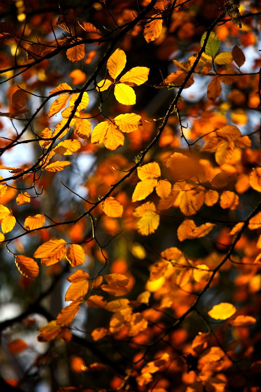 Gele en gouden herfstbladeren nog aan de tak van een boom, 2009 door James McCormick