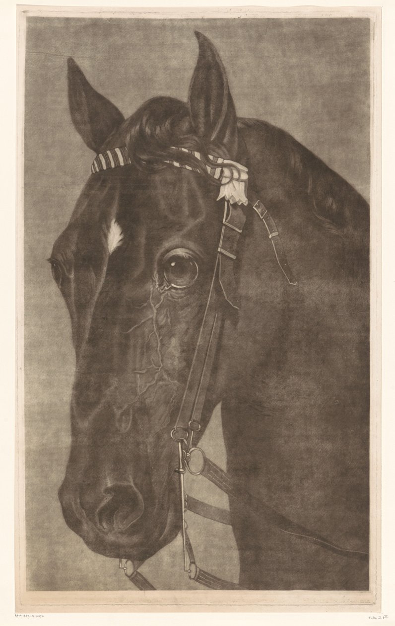 Kop van een paard met een hoofdstel door James Newman Hodges