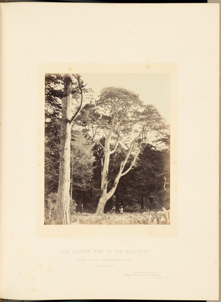 Oude cluster den in de Belvidere door James Sinclair, 14th Earl of Caithness